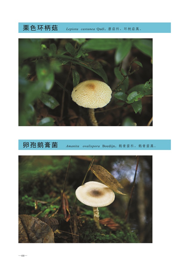圈椅淌菌类图谱——栗色环柄菇、卵孢鹅膏