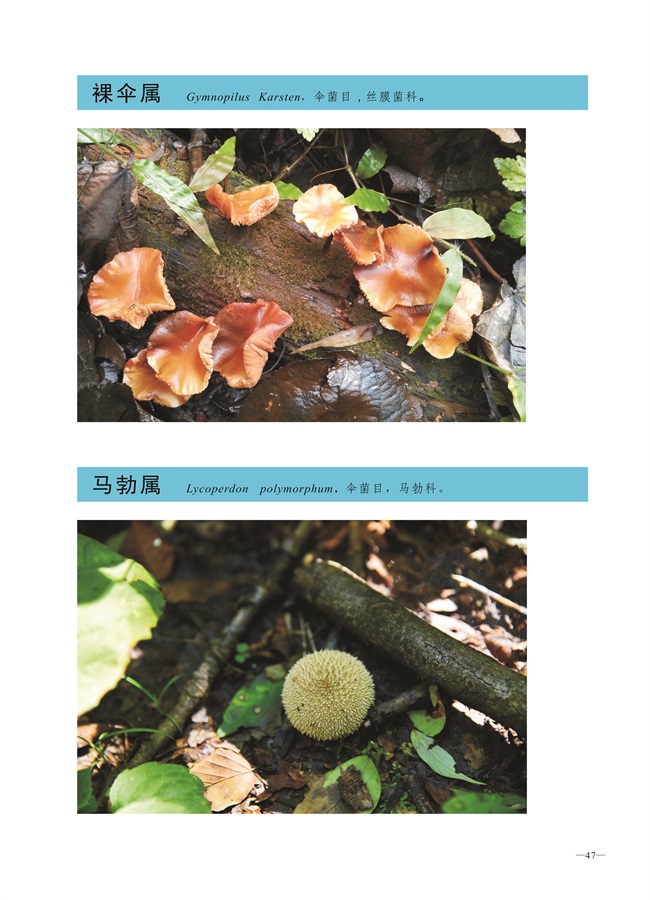 圈椅淌菌类图谱——裸伞属、马勃属