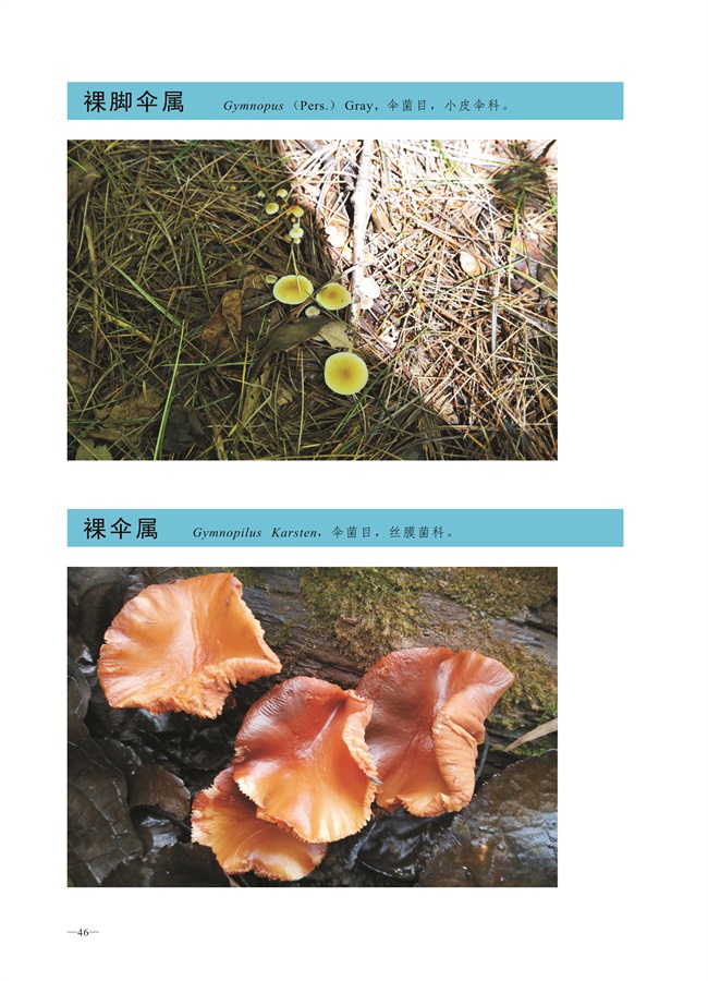 圈椅淌菌类图谱——裸脚伞属、裸伞属