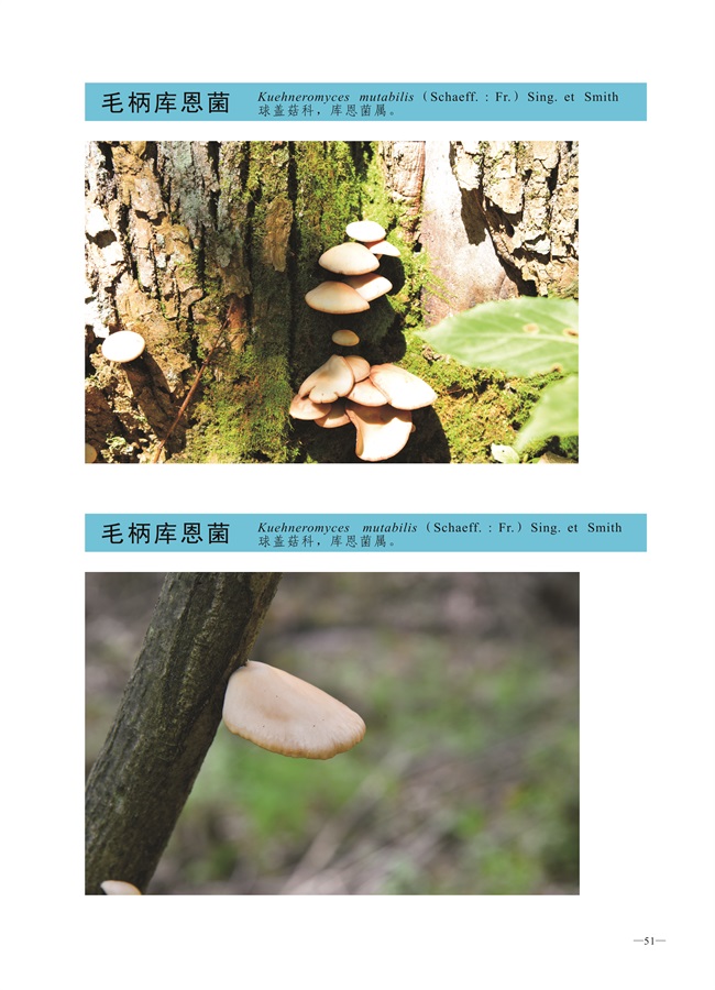 圈椅淌菌类图谱——毛柄库恩菌