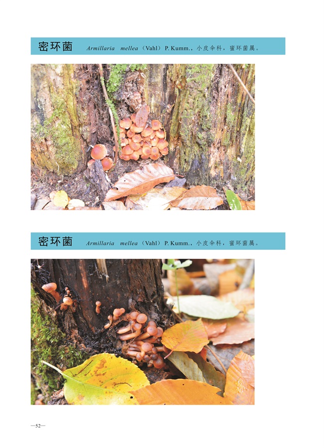 圈椅淌菌类图谱——蜜环菌