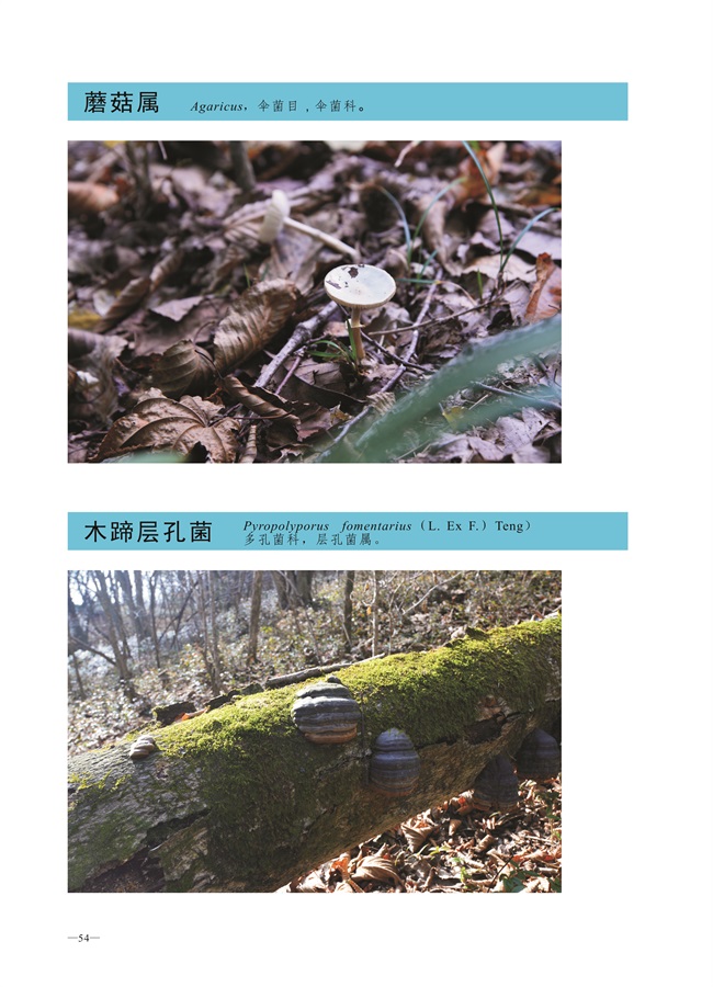 圈椅淌菌类图谱——蘑菇属、木蹄层孔菌
