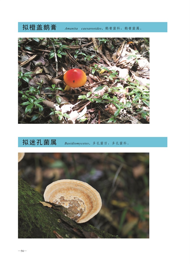 圈椅淌菌类图谱——拟橙盖鹅膏、拟迷孔菌属