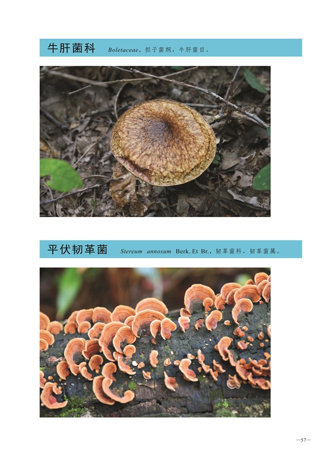 圈椅淌菌类图谱——牛肝菌科、平伏韧革菌