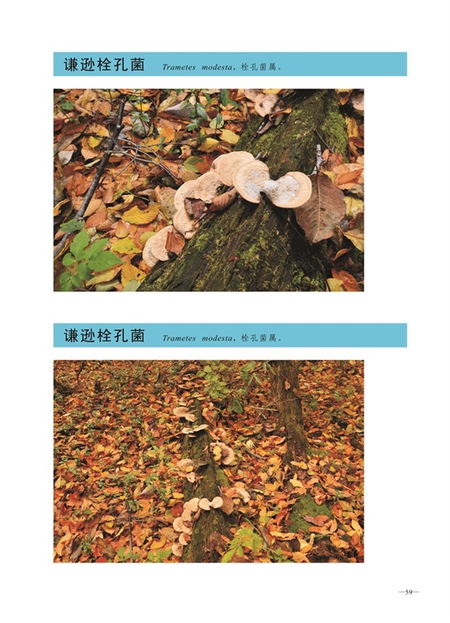 圈椅淌菌类图谱——谦逊拟孔菌