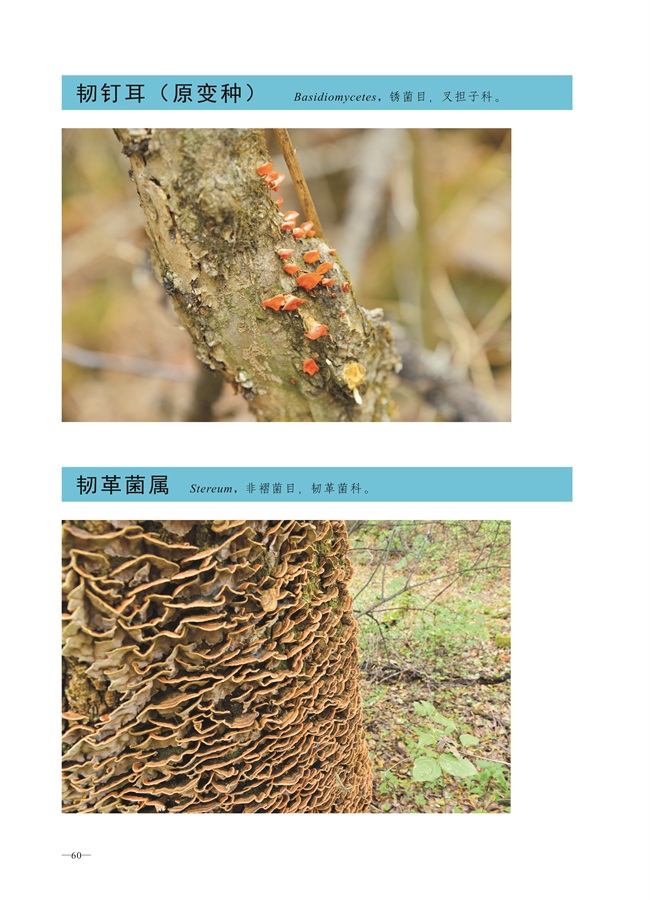 圈椅淌菌类图谱——韧钉耳、韧革菌属