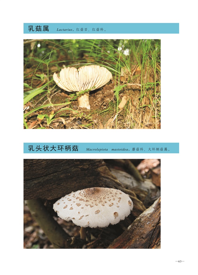 圈椅淌菌类图谱——乳菇属、乳头状大环柄菇