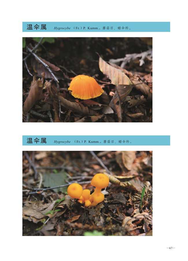 圈椅淌菌类图谱——温伞属