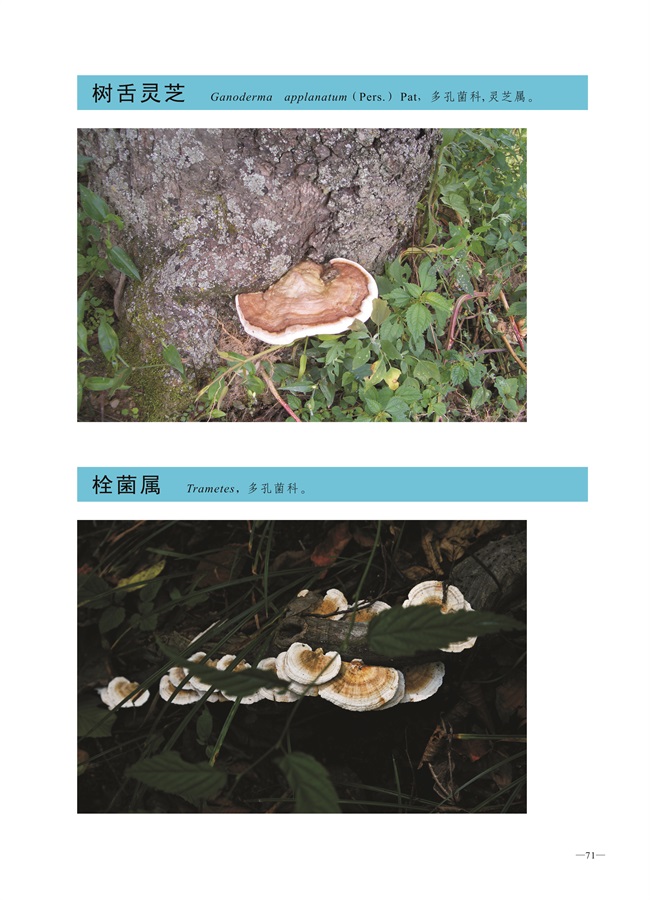 圈椅淌菌类图谱——树舌灵芝、栓菌属