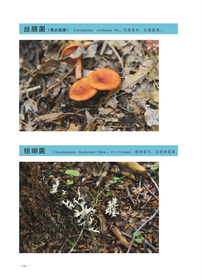 圈椅淌菌类图谱——丝膜菌、锁瑚菌