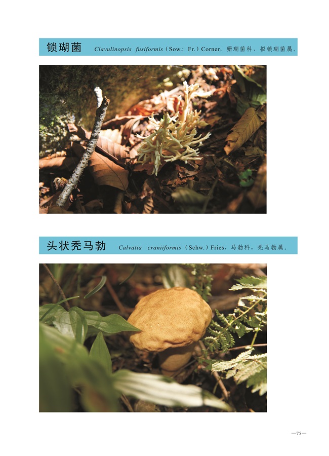 圈椅淌菌类图谱——锁瑚菌、头状秃马勃