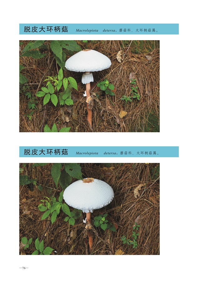 圈椅淌菌类图谱——脱皮大环柄菇