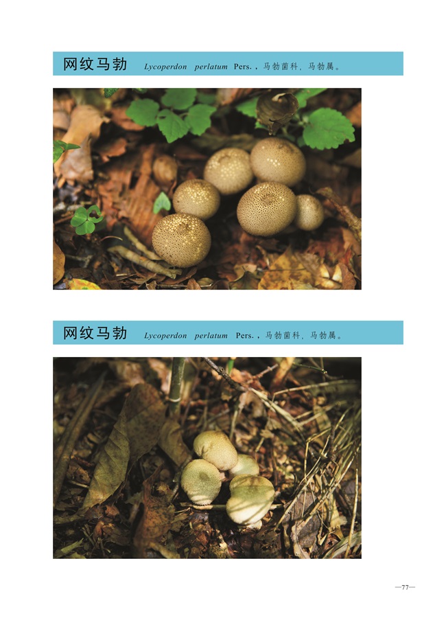 圈椅淌菌类图谱——网纹马勃