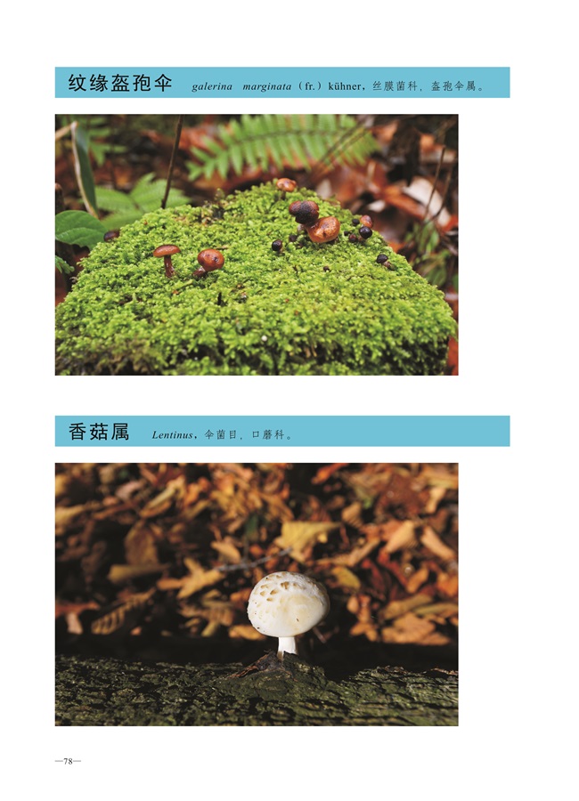圈椅淌菌类图谱——纹缘盔孢伞、香菇属