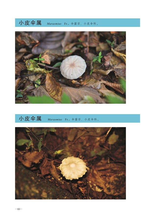 圈椅淌菌类图谱——小伞皮属