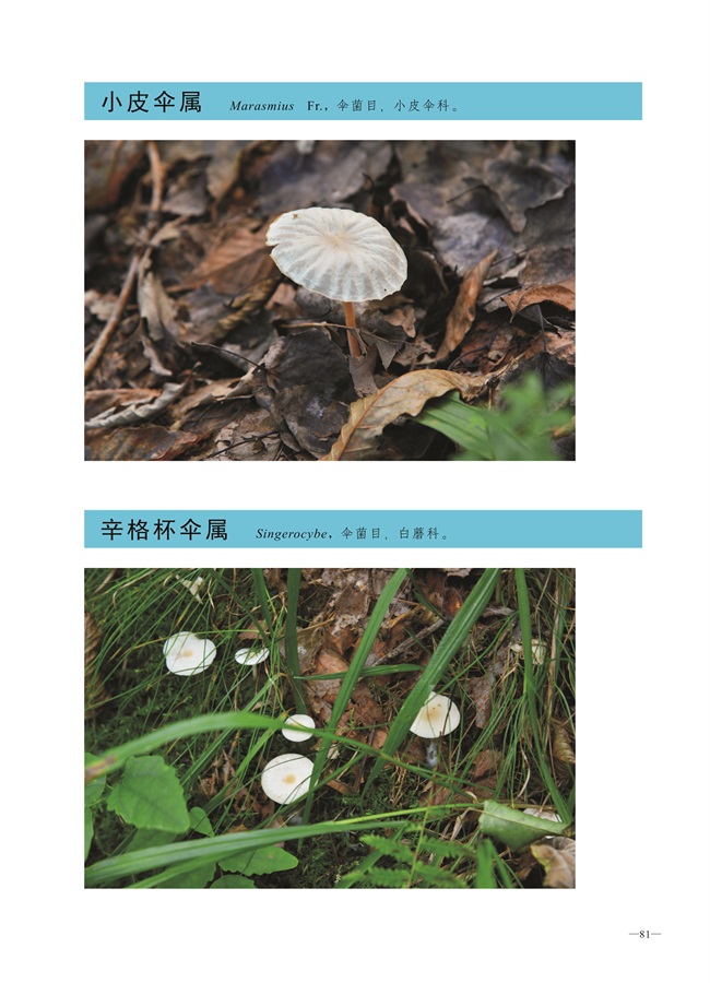 圈椅淌菌类图谱——小皮伞属、辛格杯伞属