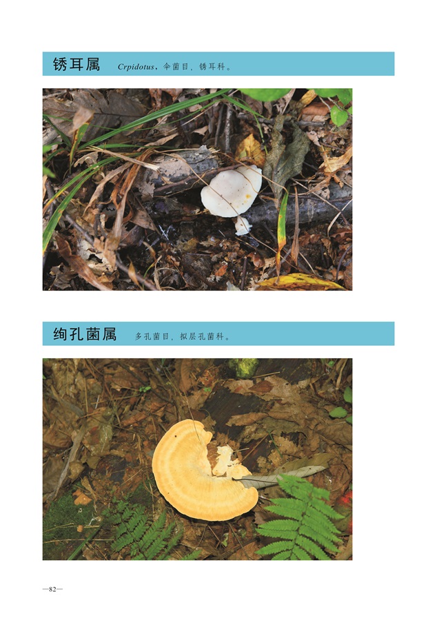 圈椅淌菌类图谱——锈耳属、绚孔菌属