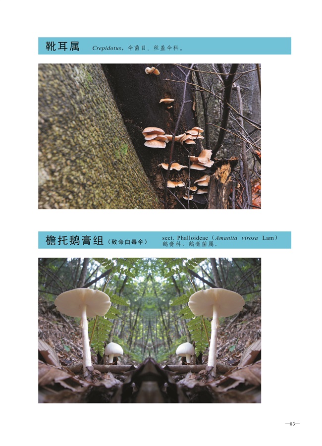 圈椅淌菌类图谱——靴耳属、檐托鹅膏组