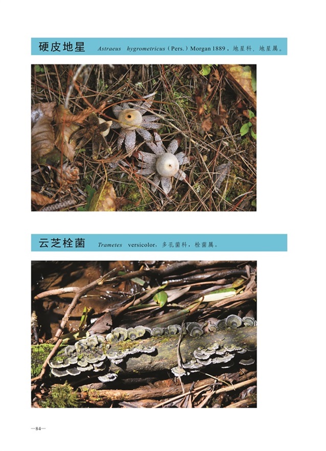 圈椅淌菌类图谱——硬皮地星、云芝栓菌