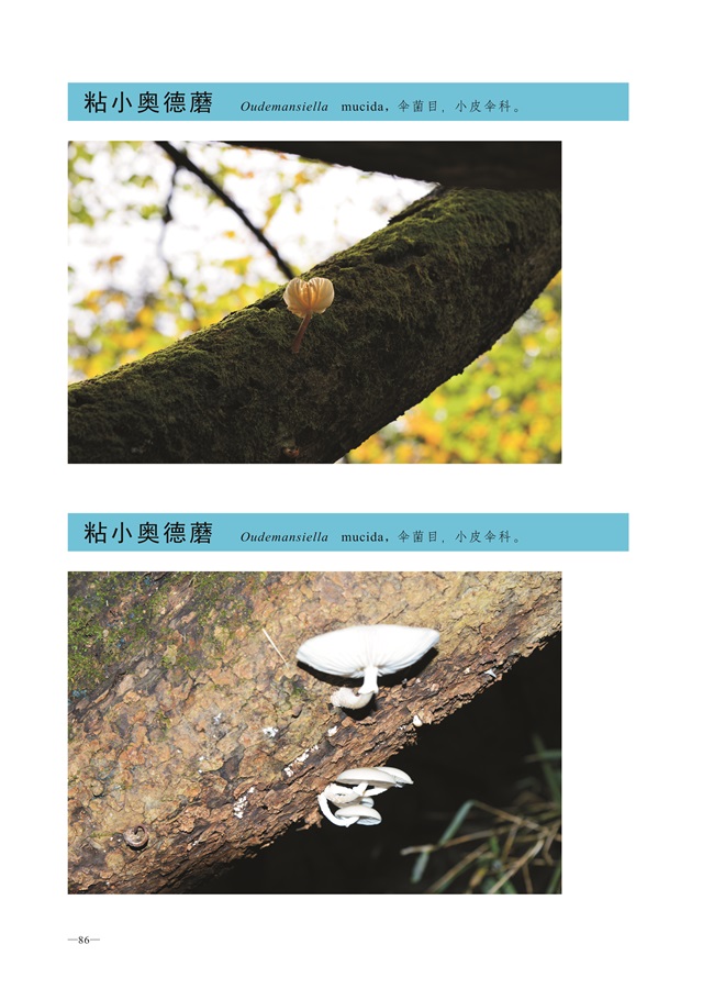 圈椅淌菌类图谱——粘小奥德蘑