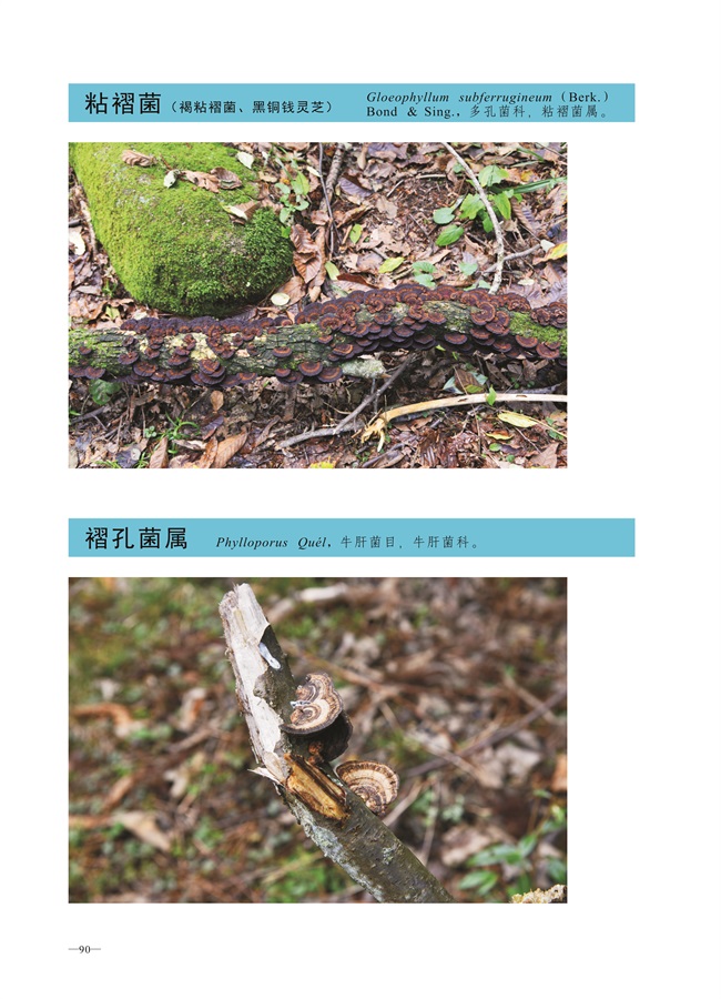 圈椅淌菌类图谱——粘褶菌（黑铜钱灵芝）、褶孔菌属