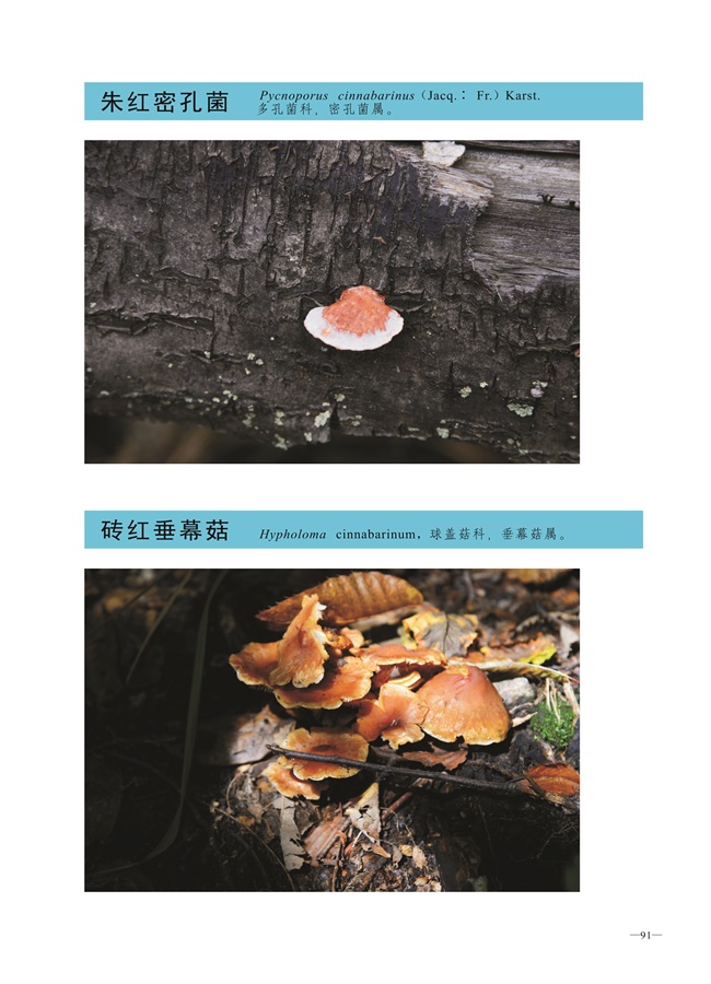 圈椅淌菌类图谱——朱红密孔菌、砖红垂幕菇
