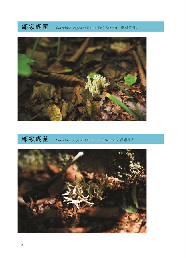 圈椅淌菌类图谱——邹锁瑚菌