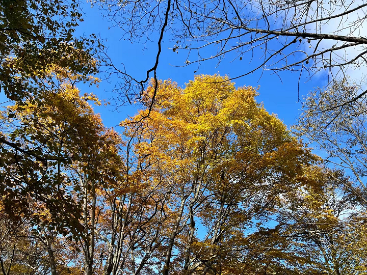 天高云阔圈椅淌