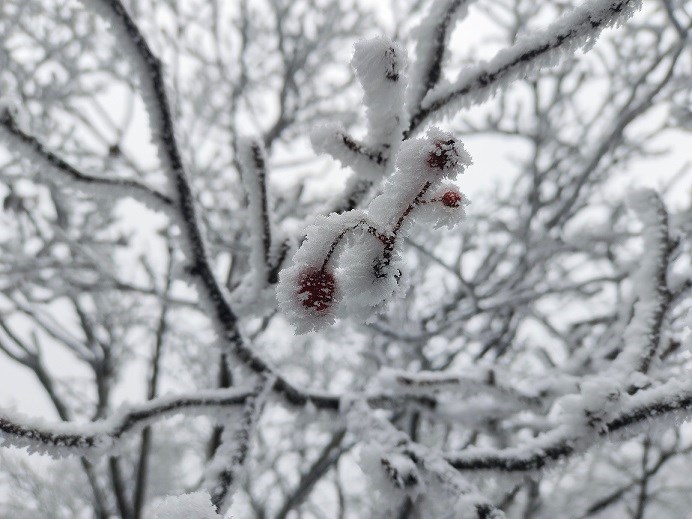 雪消门外千山绿