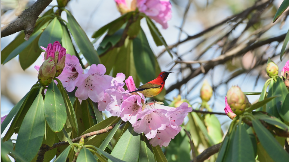 杜鹃花开 精灵赴约